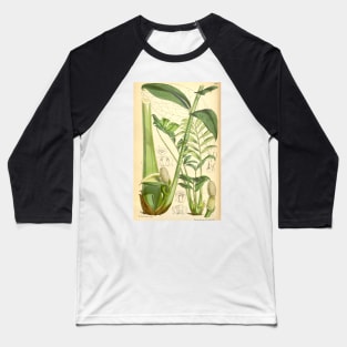 ZZ plant - botanical illustration Baseball T-Shirt